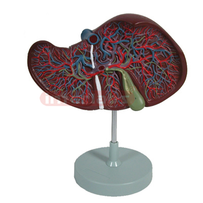 Interlabs? Liver Model, 1.5X Magnification, 2Pc